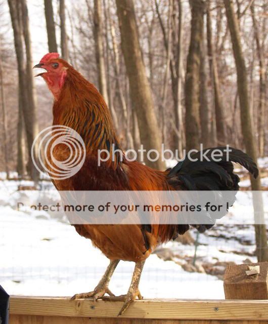 NewCameraChickens2142.jpg