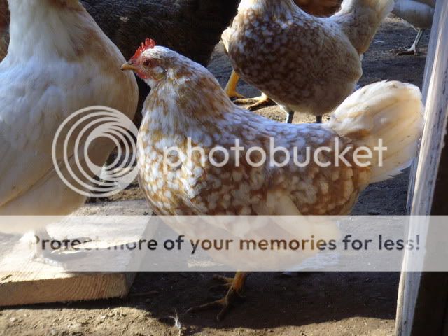 chicks007.jpg