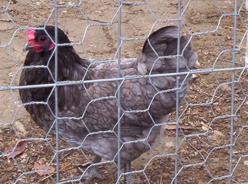 bluehen2.jpg