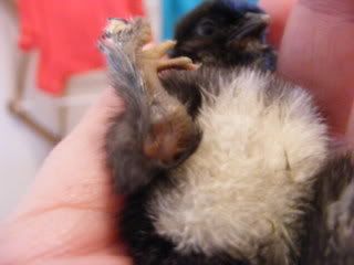 BabyChicks021.jpg