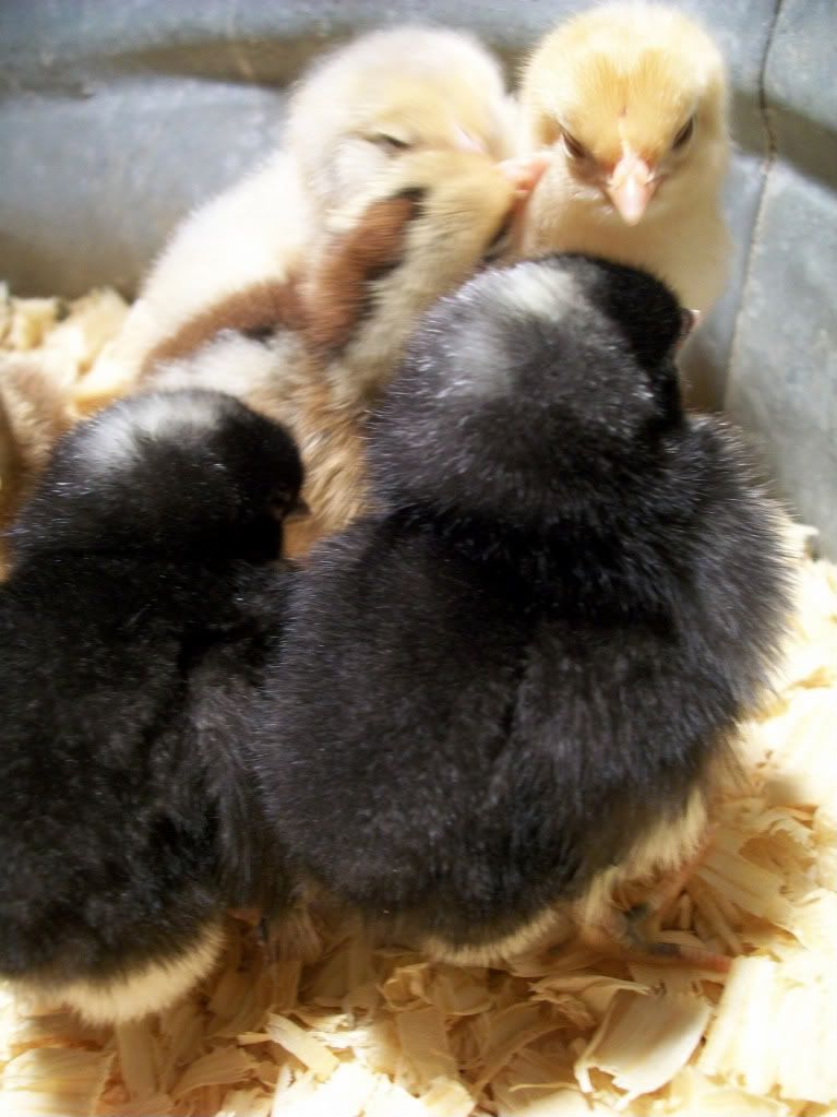 chicks2038-1.jpg