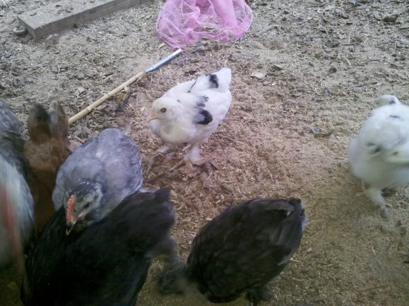 2011-06-27_19-15-36_465.jpg