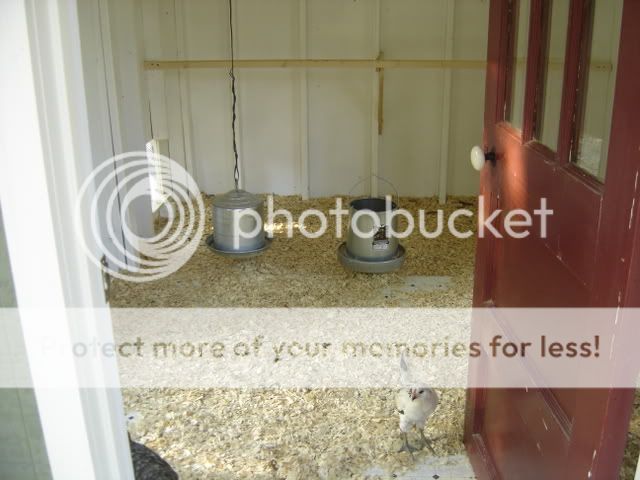 chickschickenscoopflowers138.jpg