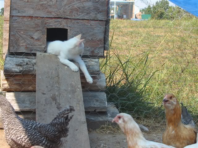 Chickengma025.jpg