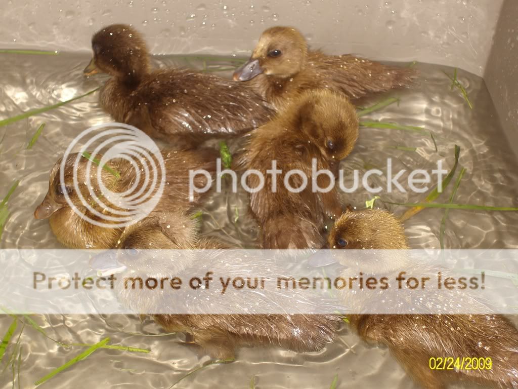 Duckies018.jpg
