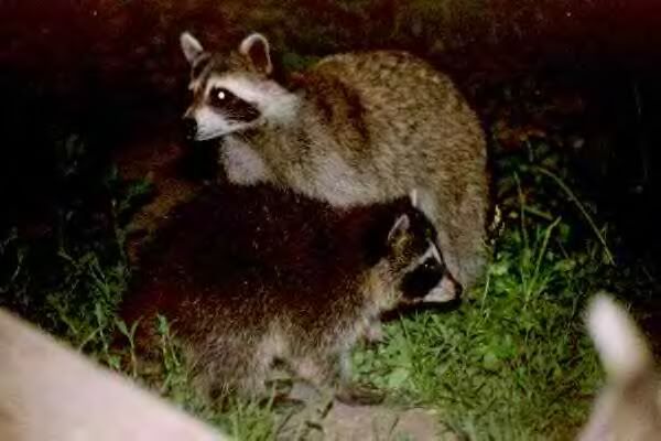 Raccoons02.jpg