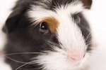 Can Hay Be Used in Guinea Pig Cages?