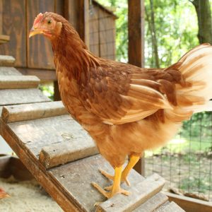golden-comet-chicken-300x300.jpg