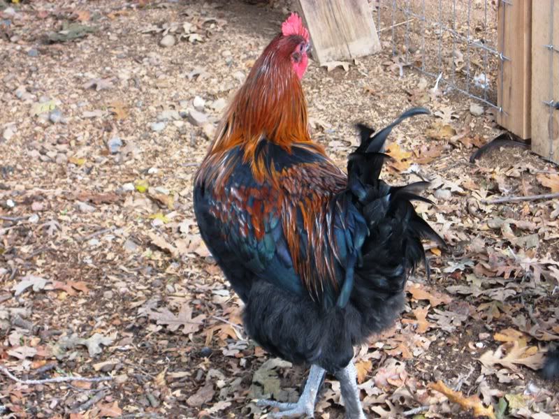 Rusty2.jpg