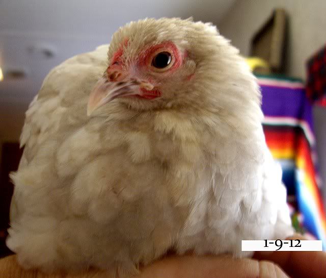 Tabitha.jpg