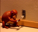 thmonkey-stupid.gif