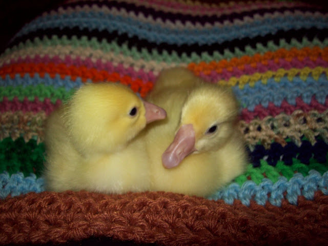 100_8046.JPG