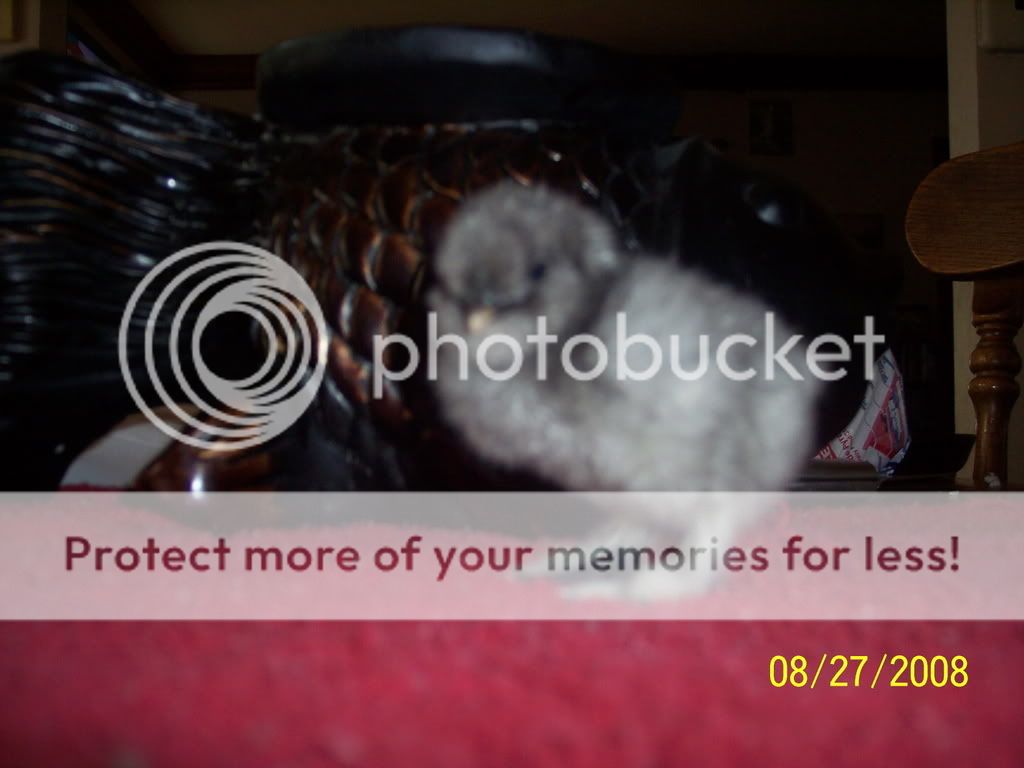 Picture099.jpg