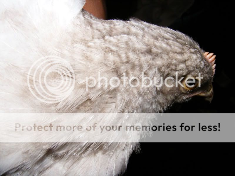 chicken003-1.jpg