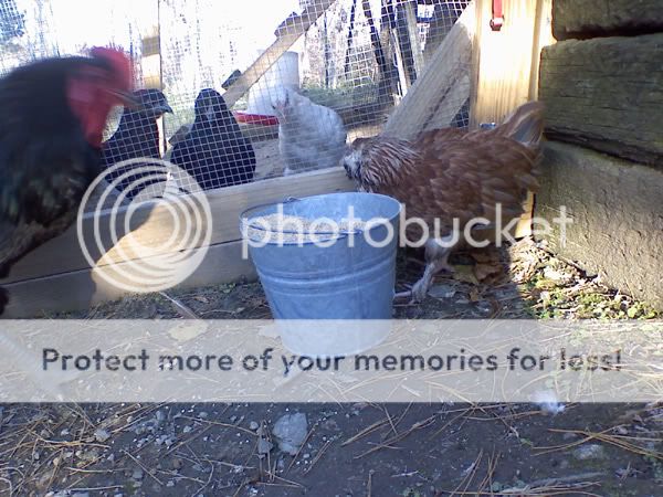 brokenlegchicken.jpg