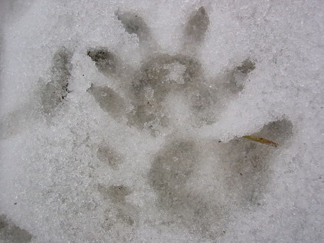 tracks007.jpg