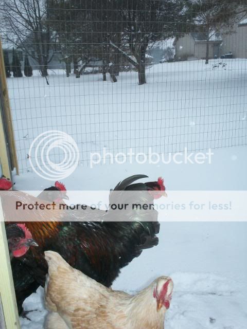 houseinwinter024.jpg