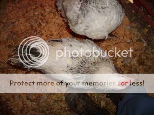 flock2-18-10083.jpg