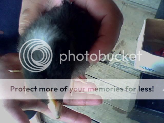 Chick04.jpg