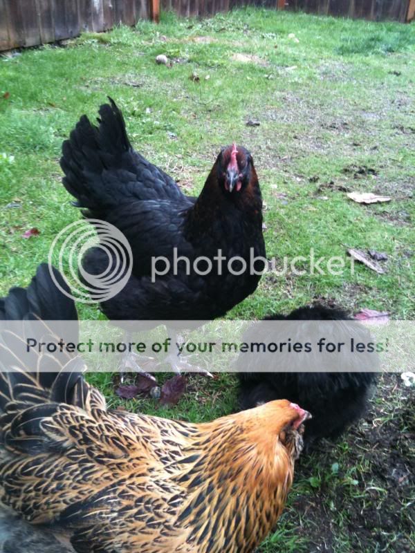 eggs005.jpg