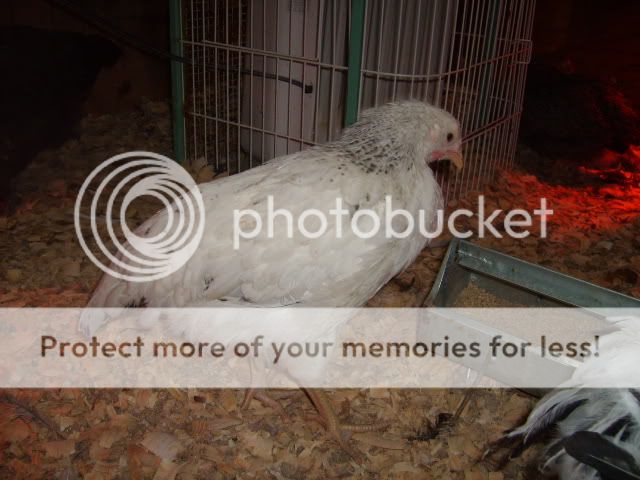 1-21-10flock069.jpg