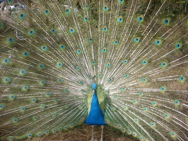 peacockonthemukagain.jpg