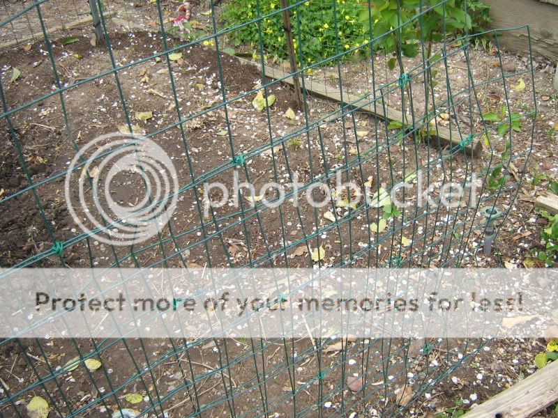 ChickenPen069.jpg