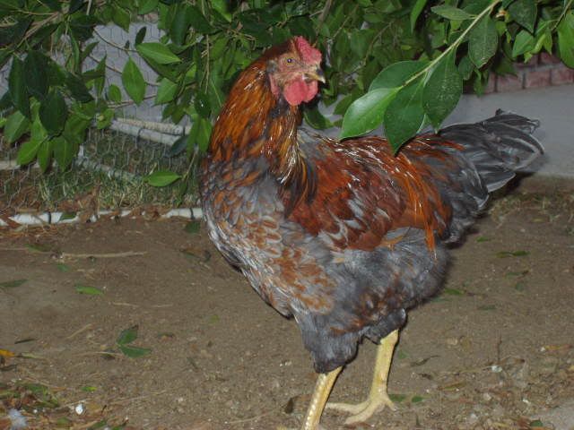 Chickens003.jpg