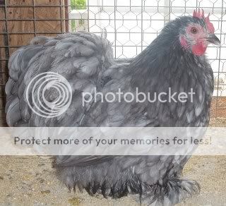 EasterBDChicks097.jpg