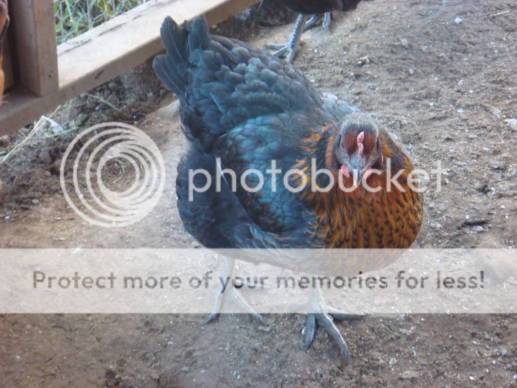 oct1108006.jpg