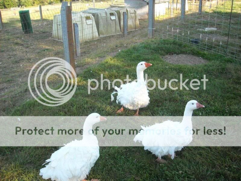 geese1.jpg