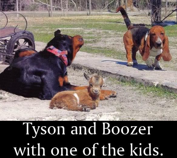 tyboozerLakid.jpg