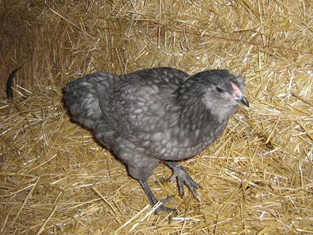 chickenpics2011636.jpg