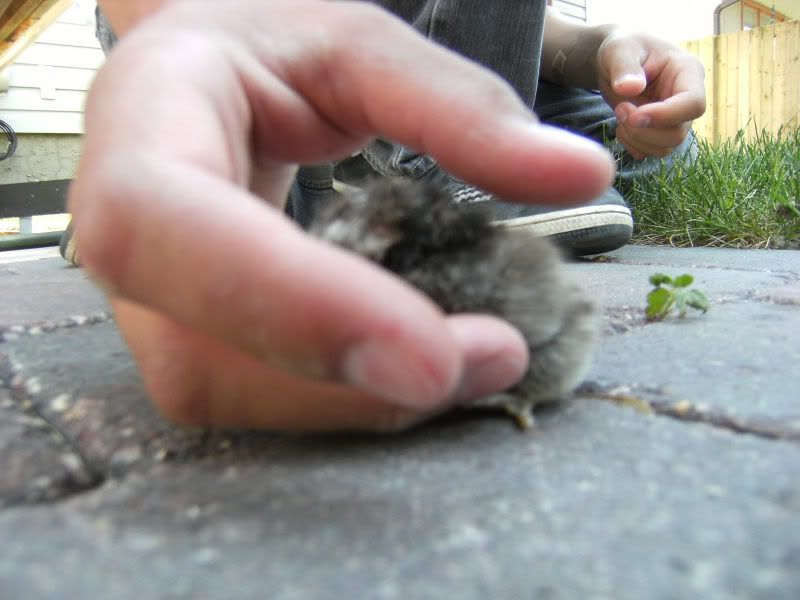 DSCF2394.jpg