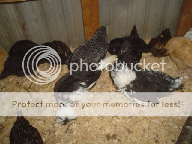 chicks8-9wksold016.jpg