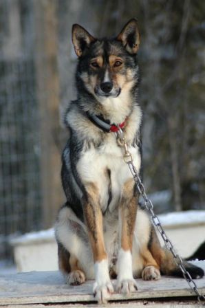 Alaskan%20Husky%20(9).jpg