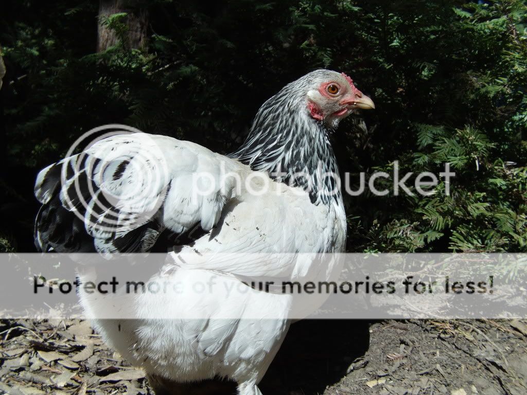 FILE1519-1.jpg