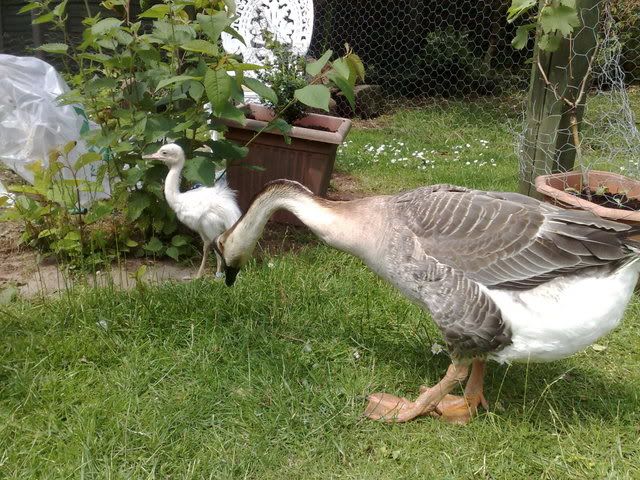 Rheas009.jpg