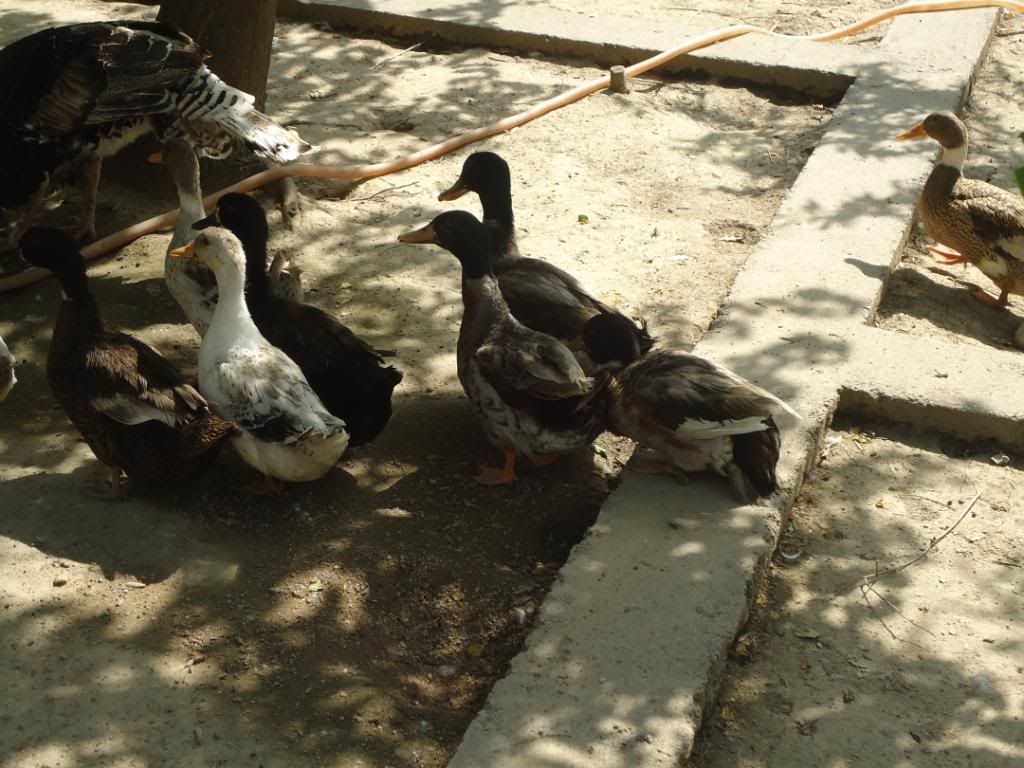 guniefowl021.jpg