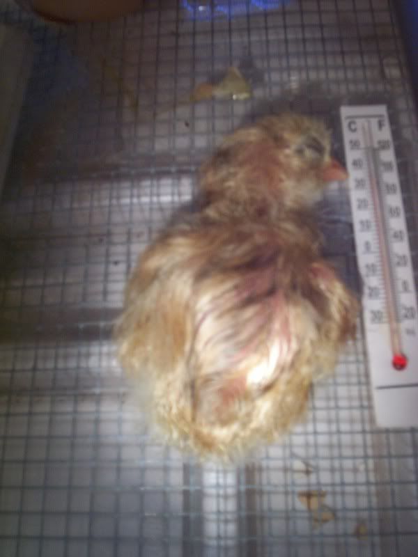 Chicks003.jpg