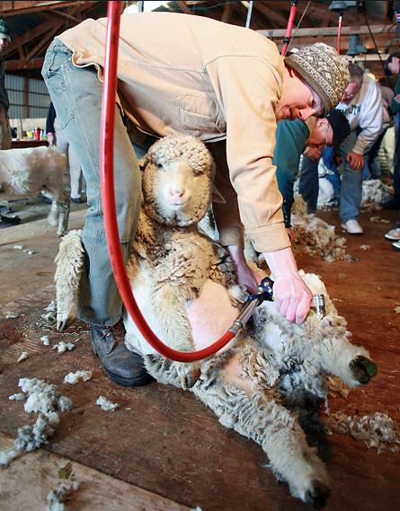 SHEEP_SHEARING.jpg