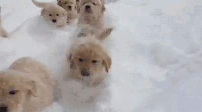 Funny-Animal-Gifs-running-dogs.gif