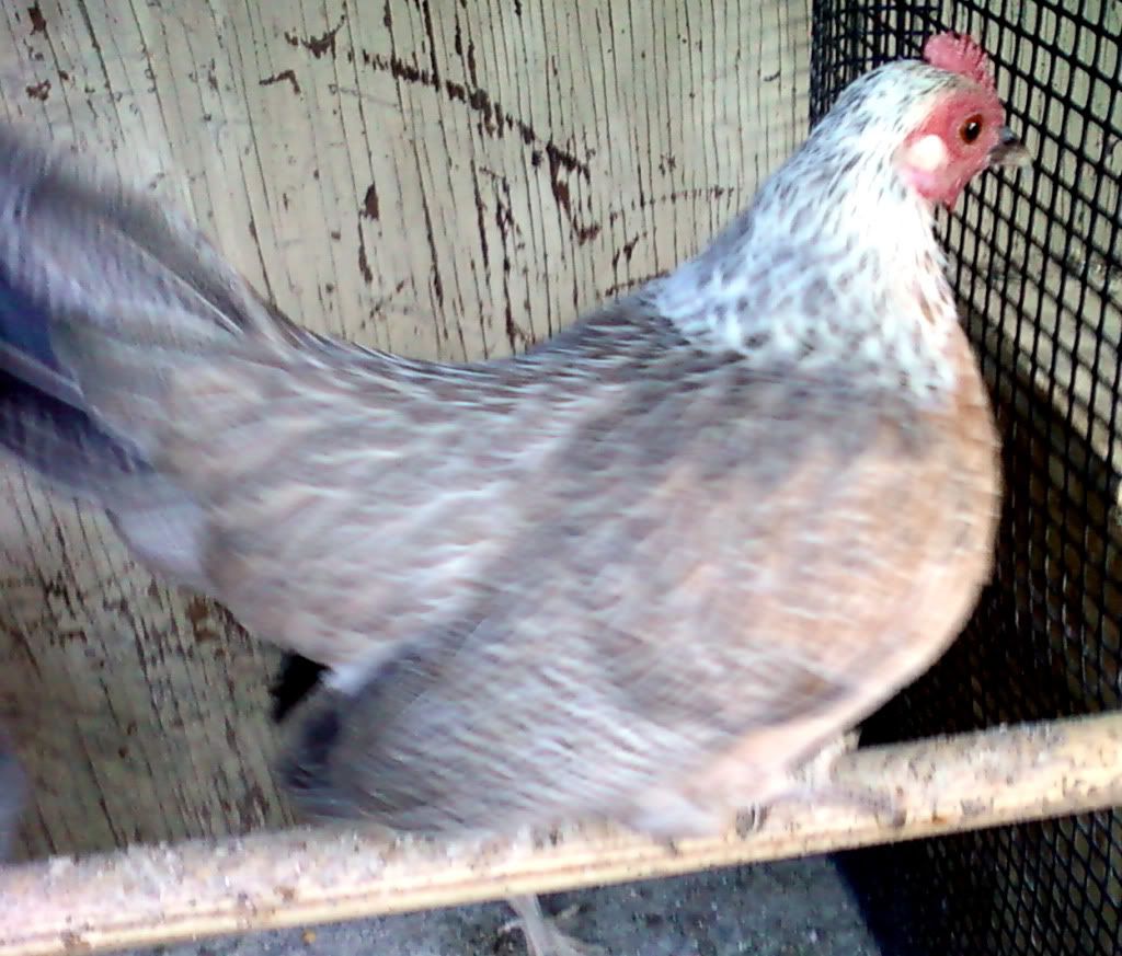Photo0004_1.jpg