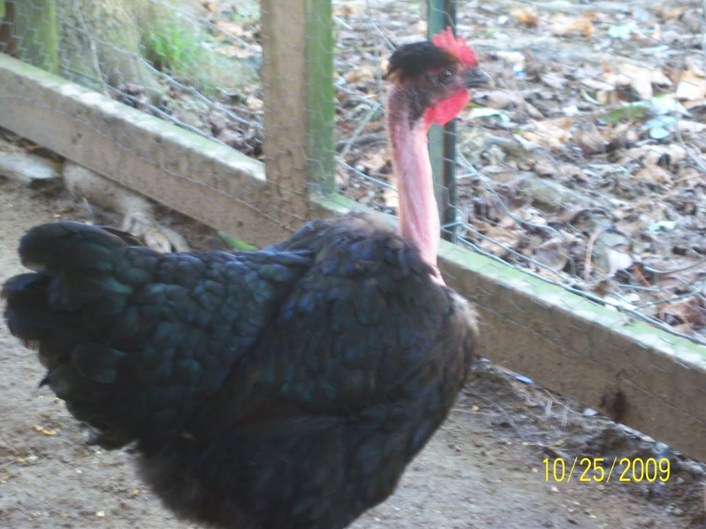 chirinegra4-1.jpg