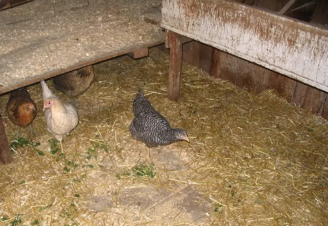 chickenscilantro.jpg
