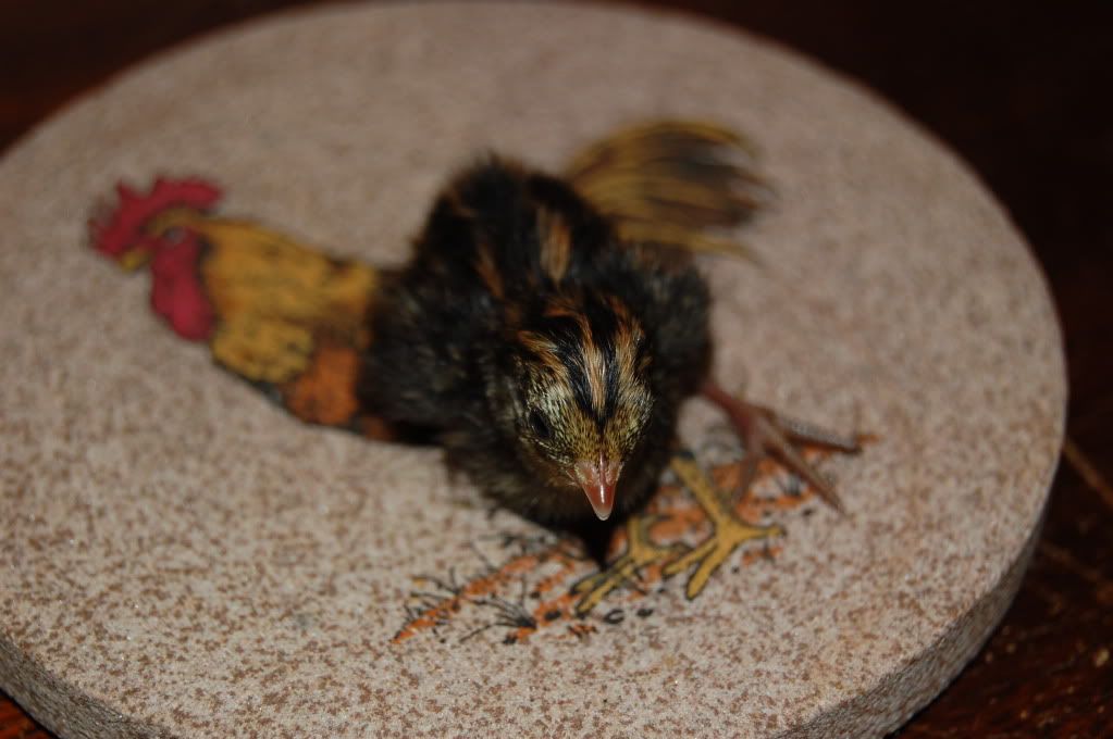 8Buttonchicks201158.jpg