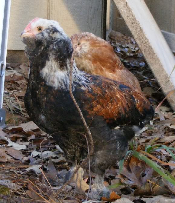 chickens120509020.jpg
