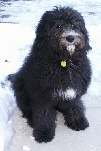 BernedoodleKizzy10MonthsOld.jpg