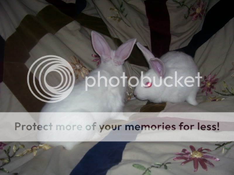 rabbits019.jpg