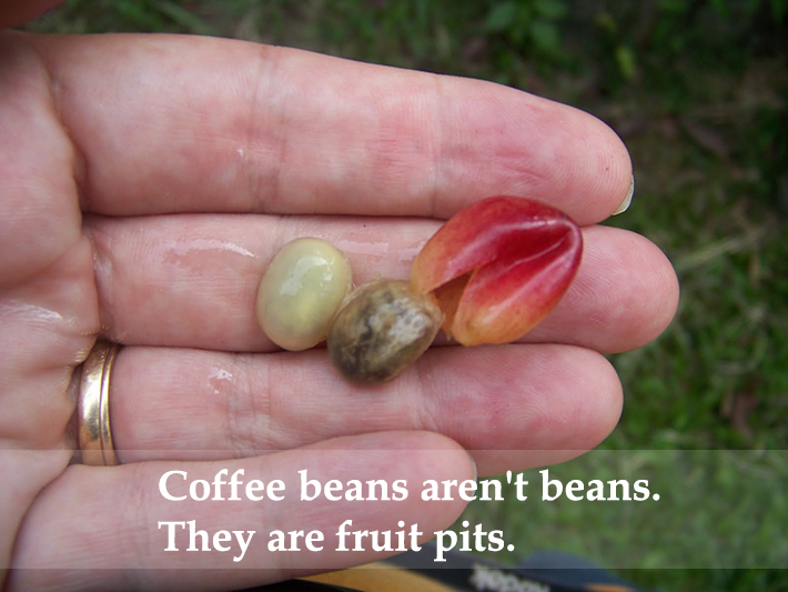 coffee-facts-7.jpg